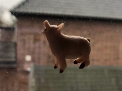 Das Schwein kräht auf dem Dach